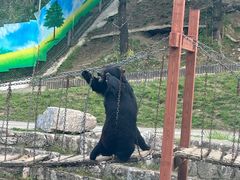 -栾川竹海野生动物园
