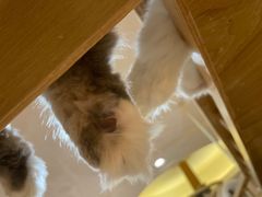 -滚猫咖啡·猫咖·猫友好撸猫(未来城店)