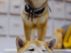 -柴务处·柴犬主题狗咖