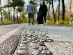 -合肥滨湖国家森林公园