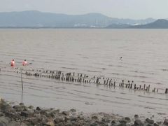 -深圳湾公园(南山区)