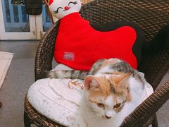 -猫色咖啡·猫咖