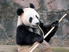 -都江堰中华大熊猫苑