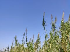 -漩门湾国家湿地公园