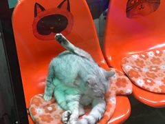 -猫咪博物馆(顶澳仔猫街店)