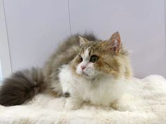 -爱洗澡的猫(望京店)