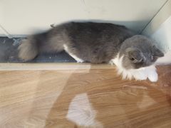 -COLOR PETS 撸猫馆·购猫·猫咖(长风大悦城店)