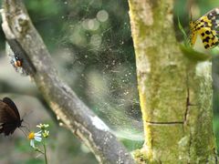 -广州白江湖森林公园