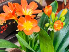 -龙大花卉苗木市场