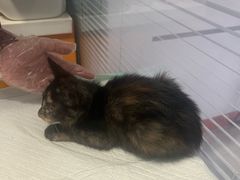 -瑞派福兴宠物医院犬猫全科·骨科·中西医结合(河东店)