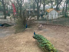 -苏州太湖西山岛开心农场