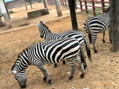 -石家庄市动物园