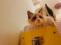 -lincat·猫舍(广州店)