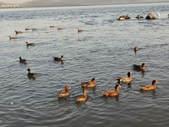-深圳湾公园(南山区)