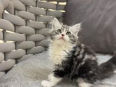 -lincat·猫舍(广州店)