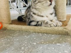 -共舞时光猫咖·狗咖(新街口店)