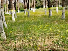 -大兴滨河森林公园