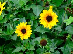 -人民公园(罗湖区)