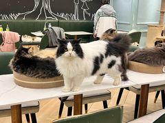 -安格丽娜·狗咖·猫咖羊驼咖(春熙路百盛商场店)