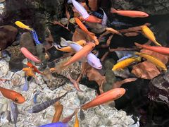 -太平洋海底世界