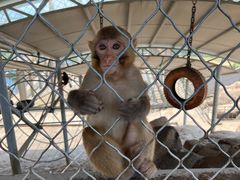-西霞口神雕山野生动物世界