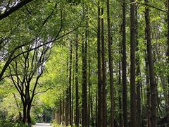 -上海滨江森林公园