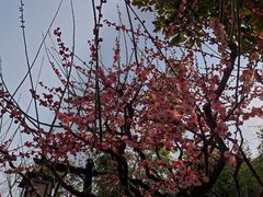 -莘庄公园