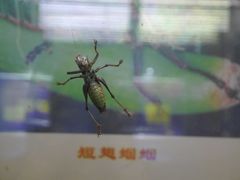 -上海昆虫博物馆