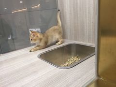 -飞行喵MR PILOT|猫舍·猫咖(静安大融城店)