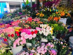 -曲阳花鸟市场(曲阳路店)