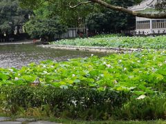 -荔湾湖公园