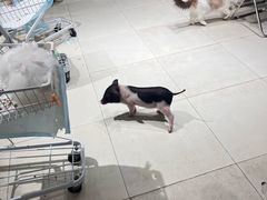 -怪兽屋·羊驼·猫咖·狗咖(俊华广场店)