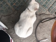 -老太皮肚面