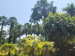 -中国科学院西双版纳热带植物园