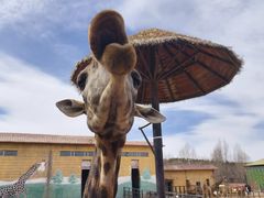 -鄂尔多斯野生动物园