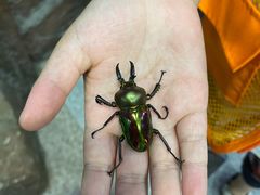 -上海大自然野生昆虫馆