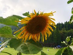 -武陵山森林公园