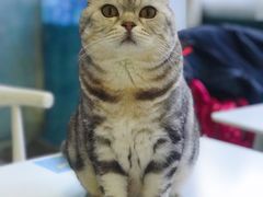 -喵的天空名猫咖啡馆·撸猫·猫舍·用品