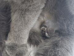 -御宝贝24h宠物医院·转诊中心·CT核磁血透中心(厦门总院)
