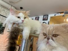 -平行世界·猫咖(首经贸店)