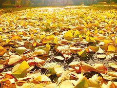 -三里屯东五街银杏大道