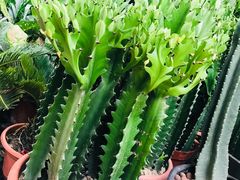 -秦美花卉(天朗·莱茵小城2期店)