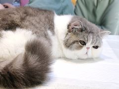 -宠爱国际动物医院· 猫科· 外科·中兽医(长白店)