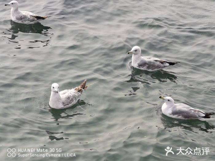 栈桥景区图片