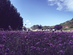 -紫海香堤香草艺术庄园