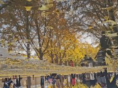 -三里屯东五街银杏大道