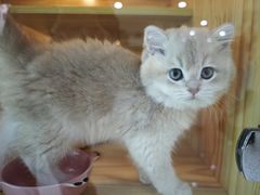 -小猫来了猫舍(福田店)