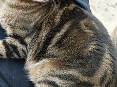 -Catmate·猫肥家润(金润铂宫店)