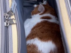 -艾贝尔宠物医院·24H转诊中心·肿瘤猫专科(江宁双龙店)