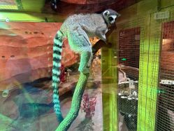 -Zoolung Zoolung动物主题公园(海信广场店)